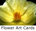 Flowers on Notecards